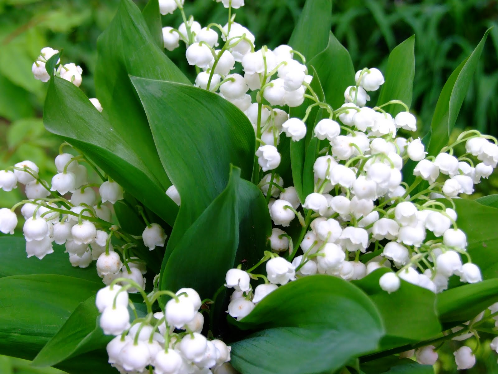Lily Of The Valley Beauty